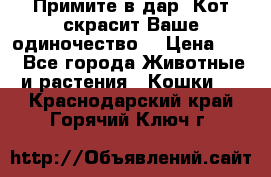 Примите в дар. Кот скрасит Ваше одиночество. › Цена ­ 0 - Все города Животные и растения » Кошки   . Краснодарский край,Горячий Ключ г.